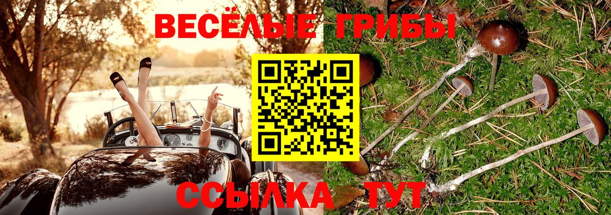 Псилоцибиновые грибы Psilocybe Кудымкар